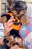 A mad lil pumkin-dsc04579-copy.jpg