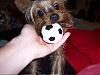 Mama-Can I Have My Ball For Dinner?-100_1751.jpg.jpg