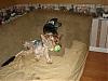 Boys Have Taken Over The House!!!-monkey-055.jpg