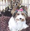 My Biewers-ok-city-dog-show-004.jpg