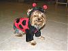 Theres a lady bug in my house!-lady-bug-2.jpg