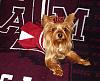 Lacy Cheering For Her Team in Chloe Bella!-aggie4.jpg