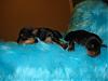 New Pics Of The Babies Almost 2 Weeks Old-monkey-093-600-x-450-.jpg
