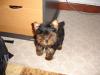 Oli's ears are UP!!-dsc00401.jpg