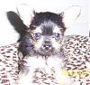 My chorkies at 6 weeks old-romeo-corkie-6w-rs.jpg