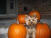 My Pumpkin with the pumpkins-img_1943.jpg