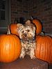 My Pumpkin with the pumpkins-img_1944.jpg