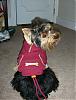 Frankie & his new hoodie-dscn2449.jpg