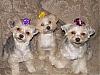 SupaStar the MORKIE - new pictures-belle-mia-ivey.jpg