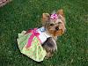 Sukoshi in Tinkerbell's Closet Hello Kitty Dress-dsc08698-6.jpg