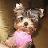 Lola, My Berry Berry Cutie!!-img0001_14.jpg