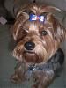 Post Your Yorkie With Isabels Bows-cimg6354.jpg