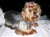 Post Your Yorkie With Isabels Bows-cimg7196.jpg