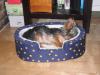 Chewy's New Bed-img_0932.jpg