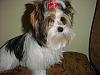 Pictures Of Livi's First Professional Groom.-livi-oct.6-07-1stgroom.jpg