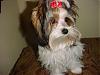 Pictures Of Livi's First Professional Groom.-livi-oct.6-07-1stgroom3.jpg