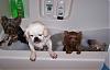 Bath time with Pia, Trixie, Paisley and Snoot!!!-700-595-x-382-.jpg