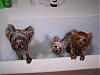 Bath time with Pia, Trixie, Paisley and Snoot!!!-703-644-x-483-.jpg