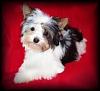 Pictures Of Livi's First Professional Groom.-mail.jpg