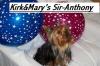 All our Kansas Yorkies and Names-kirk-marys-sir-anthony.jpg