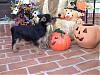 My Halloween Helpers-dsc02205.jpg