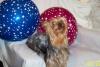 All our Kansas Yorkies and Names-tina-resize.jpg