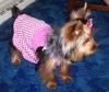 I'm new and this is my little girl, Maggie!-maggie-dress-small-.jpg