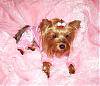 Puppy PJ's!!!  Everyone Share!!-pjs-pink-3-.jpg