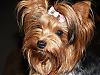 Post Your Yorkie With Isabels Bows-luna-mono.jpg