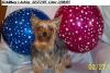 All our Kansas Yorkies and Names-ashley-406x-web.jpg