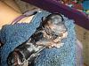 ♥Miss Daisy is a NEW MOMMIE !!♥-dsc03884.jpg