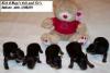 All our Kansas Yorkies and Names-ashleys-sirs-2-8-05.jpg