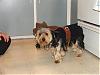 Ziggy is ready for Halloween-dscf4385-small-.jpg