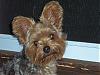 Mama, Do I have big ears????-conner-100807.jpg