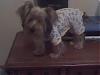 Puppy PJ's!!!  Everyone Share!!-0920071721a.jpg