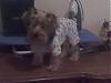 Puppy PJ's!!!  Everyone Share!!-0920071723.jpg