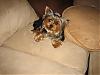 Post Your Yorkie With Isabels Bows-new-bow.jpg
