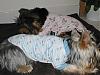 Puppy PJ's!!!  Everyone Share!!-p9290446.jpg