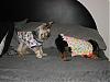Puppy PJ's!!!  Everyone Share!!-p9190432.jpg