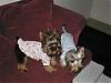 Puppy PJ's!!!  Everyone Share!!-p9290442.jpg
