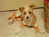 Puppy PJ's!!!  Everyone Share!!-dscn0946.jpg