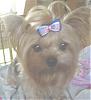 Post Your Yorkie With Isabels Bows-dscn1290n.jpg