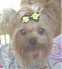 Post Your Yorkie With Isabels Bows-dscn1291n.jpg