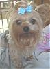Post Your Yorkie With Isabels Bows-dscn1288n.jpg