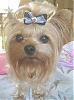 Post Your Yorkie With Isabels Bows-dscn1284n.jpg