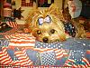Post Your Yorkie With Isabels Bows-imgp0024s.jpg
