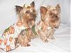 Post Your Yorkie With Isabels Bows-dscf6698s.jpg