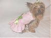 Post Your Yorkie With Isabels Bows-dscf6709s.jpg