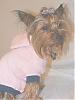 Post Your Yorkie With Isabels Bows-dscf6721s.jpg