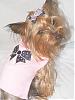 Post Your Yorkie With Isabels Bows-dscf6715s.jpg